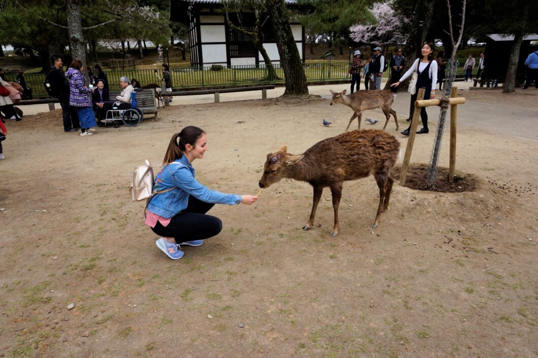 [:ro]Nara, orașul japonez în care căprioarele umblă libere pe străzi[:]